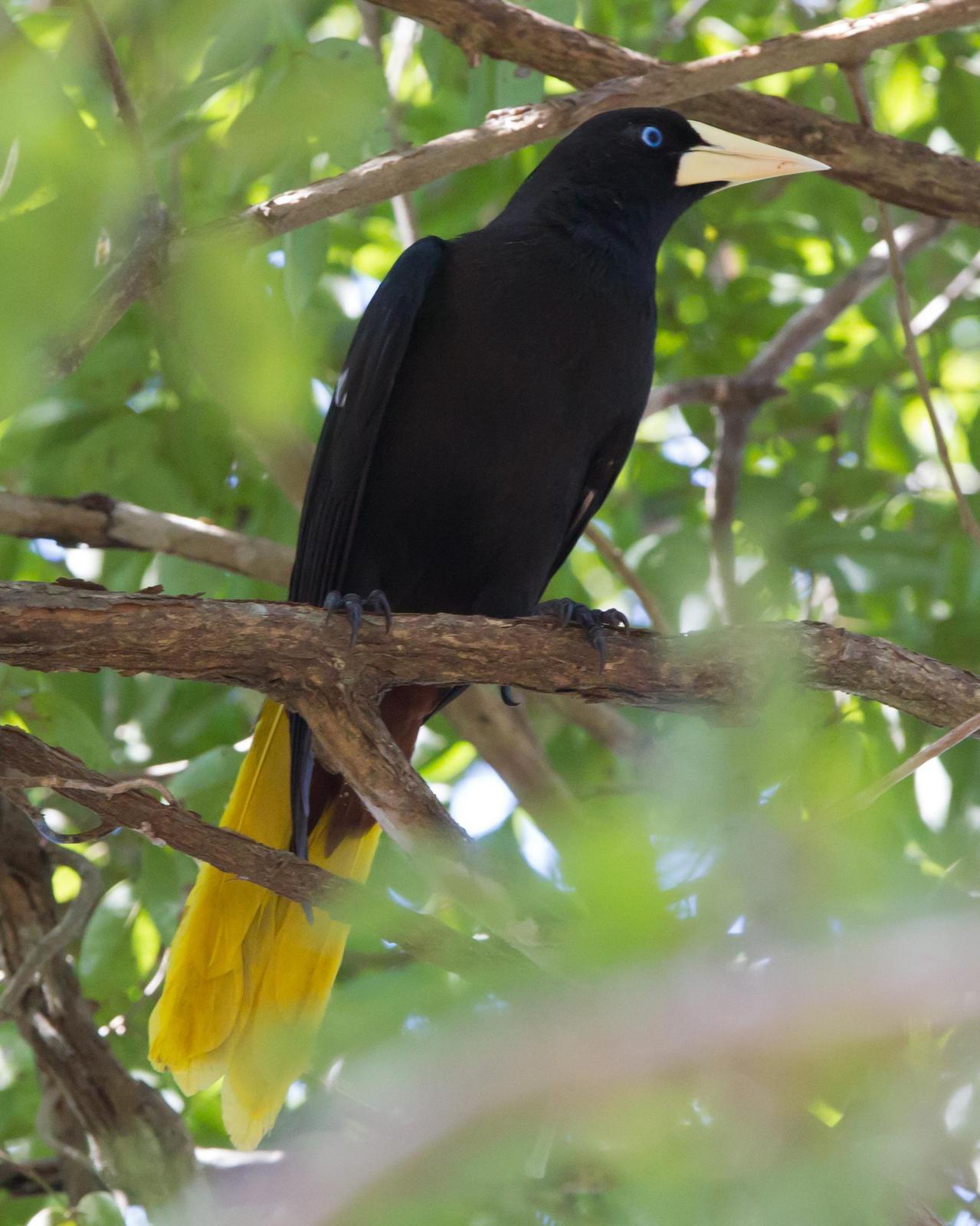 Crested Oropendola Photo by Kevin Berkoff