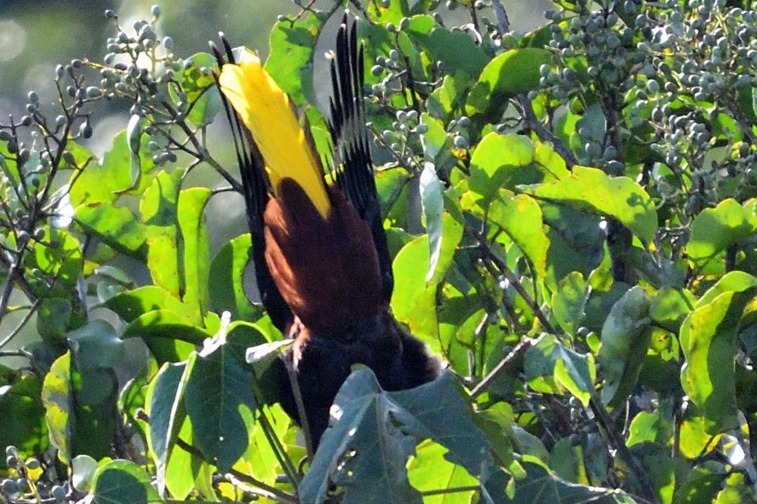 Crested Oropendola Photo by Ann Doty