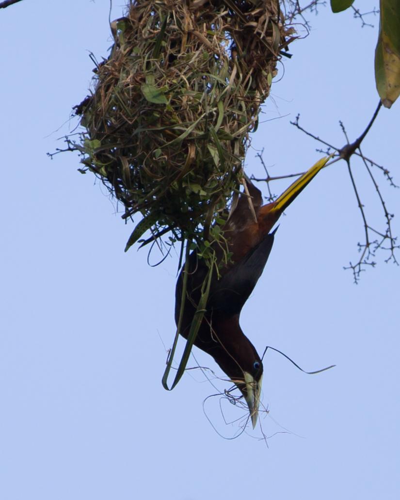 Chestnut-headed Oropendola Photo by Kevin Berkoff