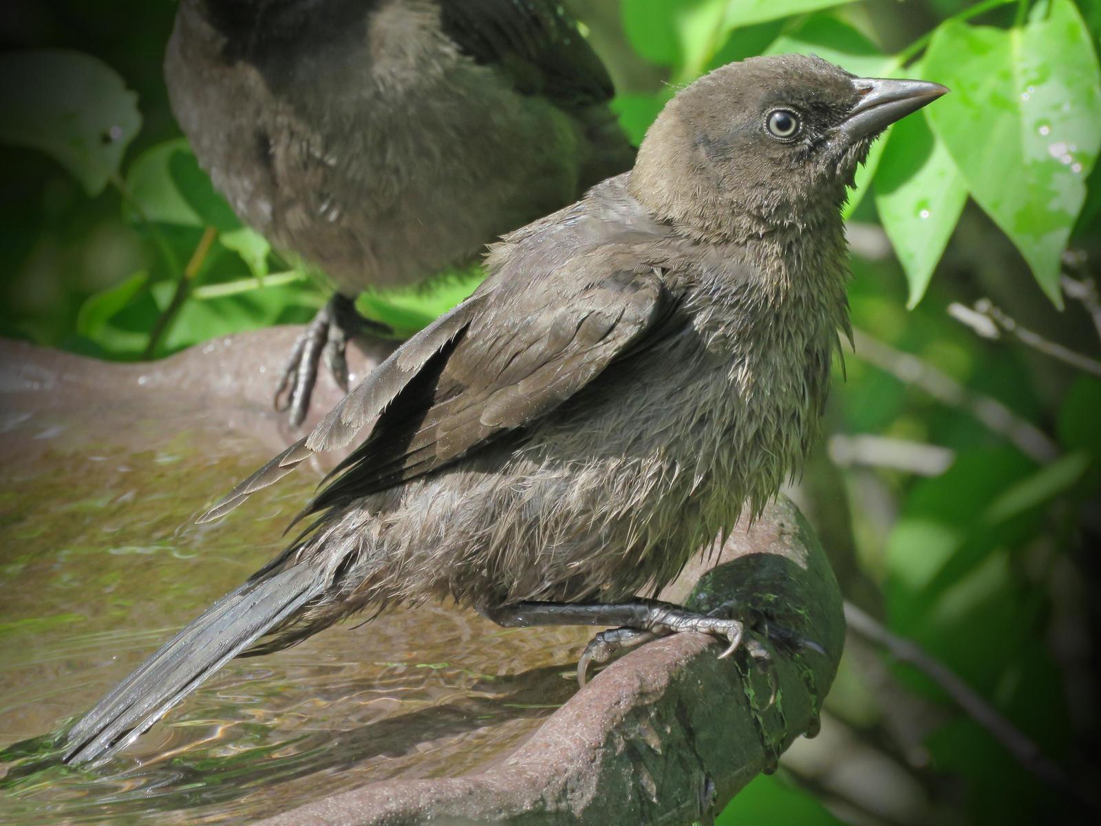blackbird sp. Photo by Bob Neugebauer