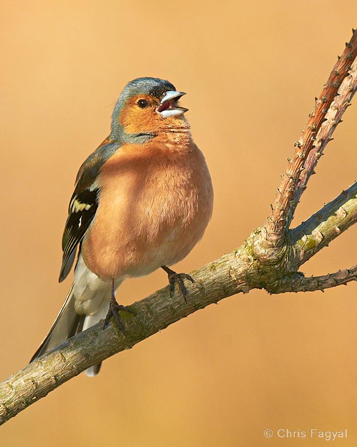 Common Chaffinch Photo by Chris Fagyal