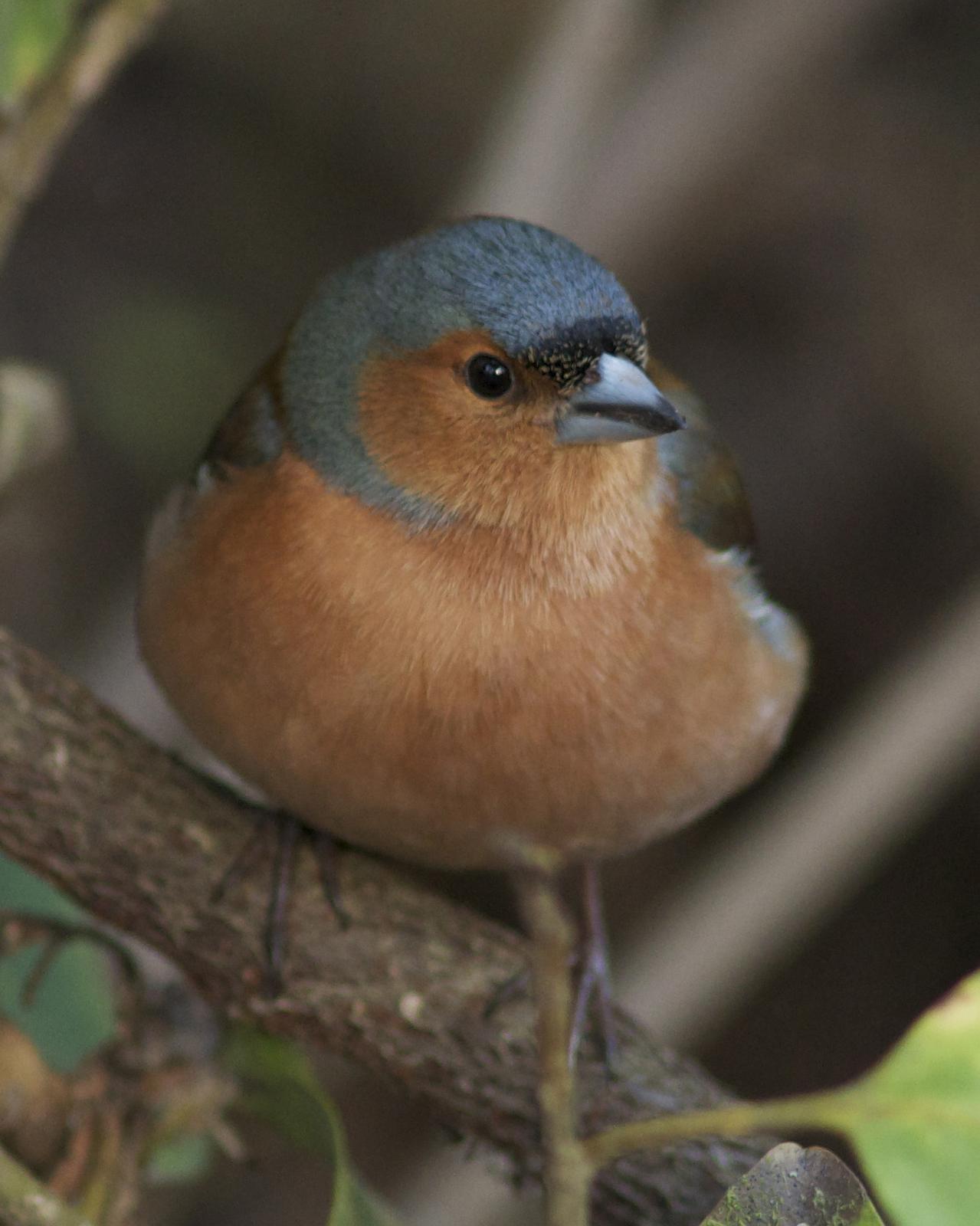 Common Chaffinch Photo by Jonathan Bent