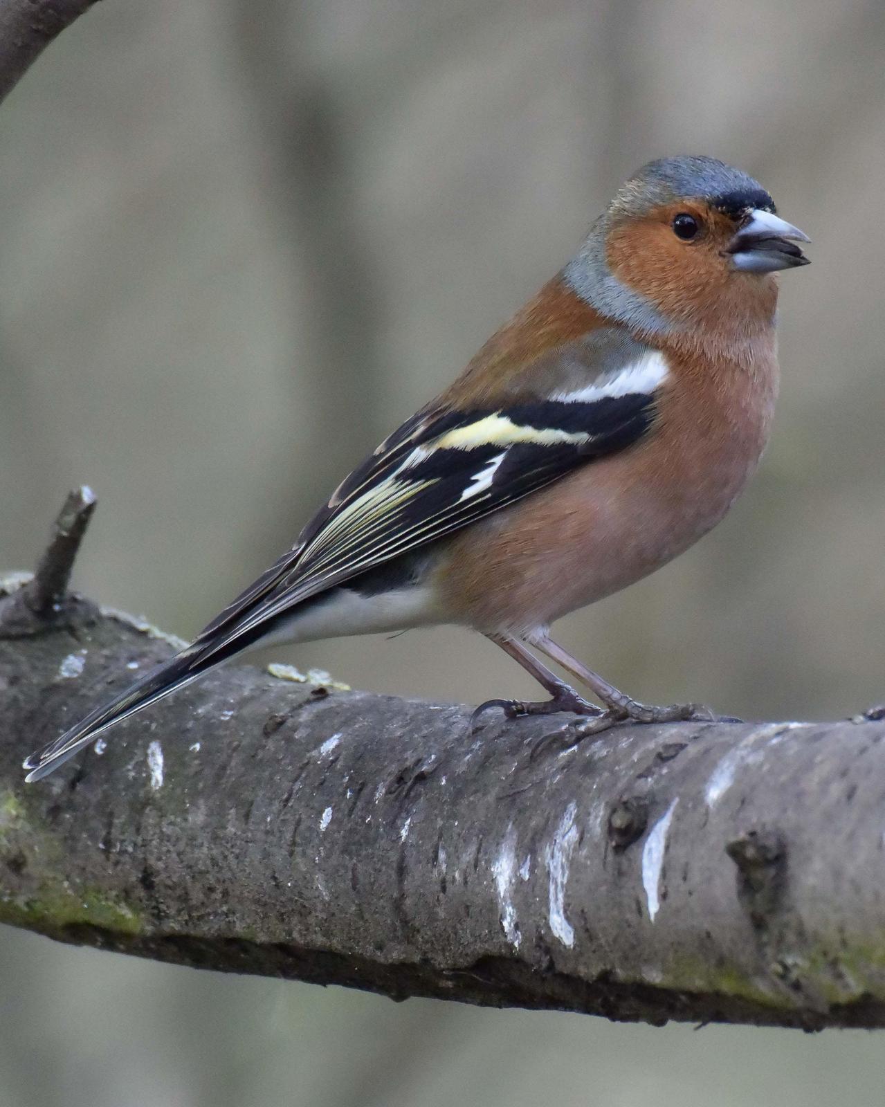 Common Chaffinch Photo by Steve Percival