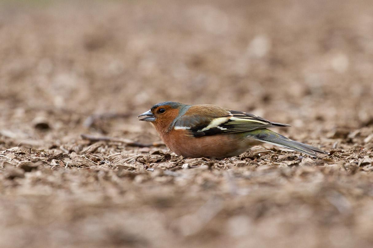 Common Chaffinch Photo by Michal Stawicki