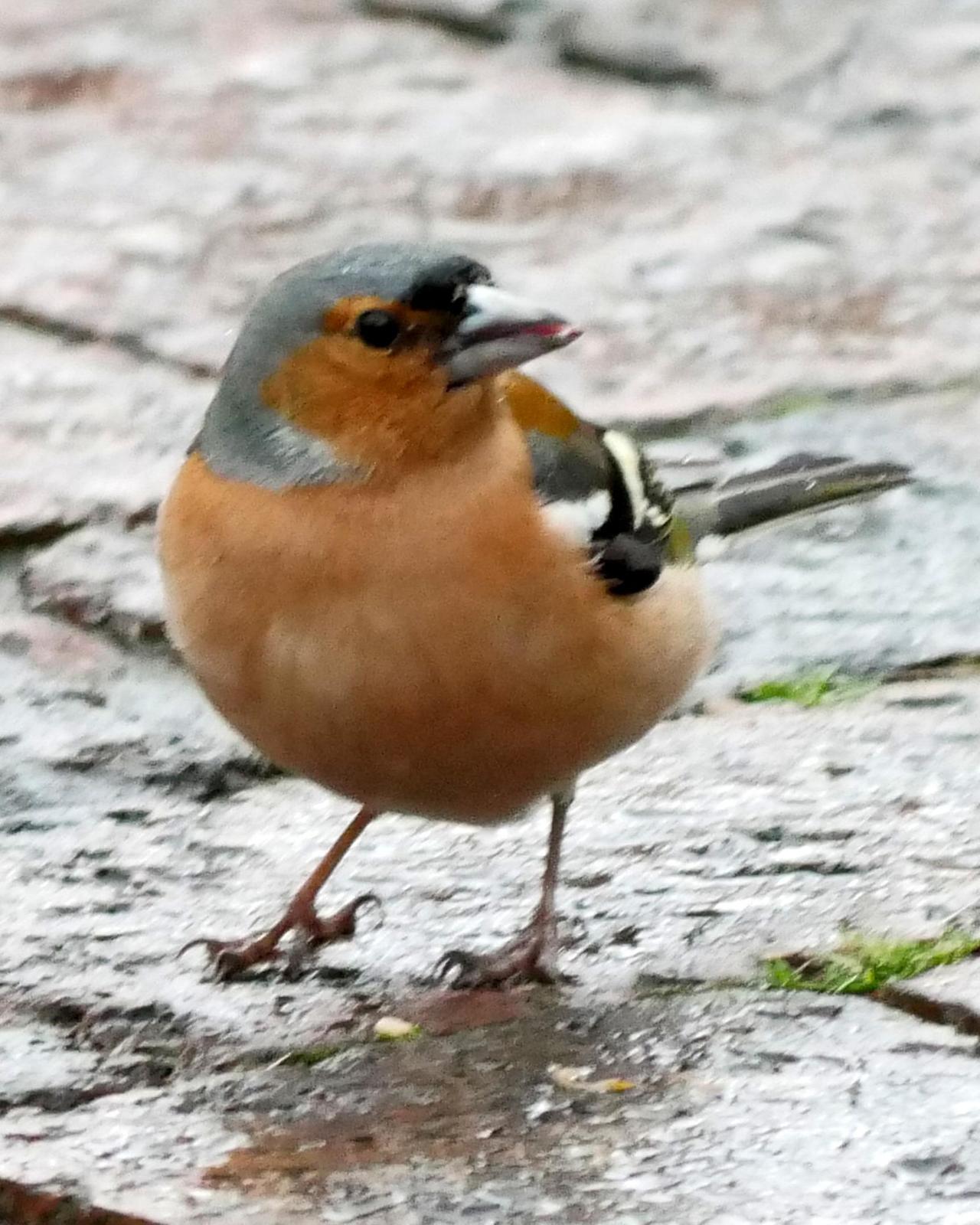 Common Chaffinch Photo by Peter Lowe