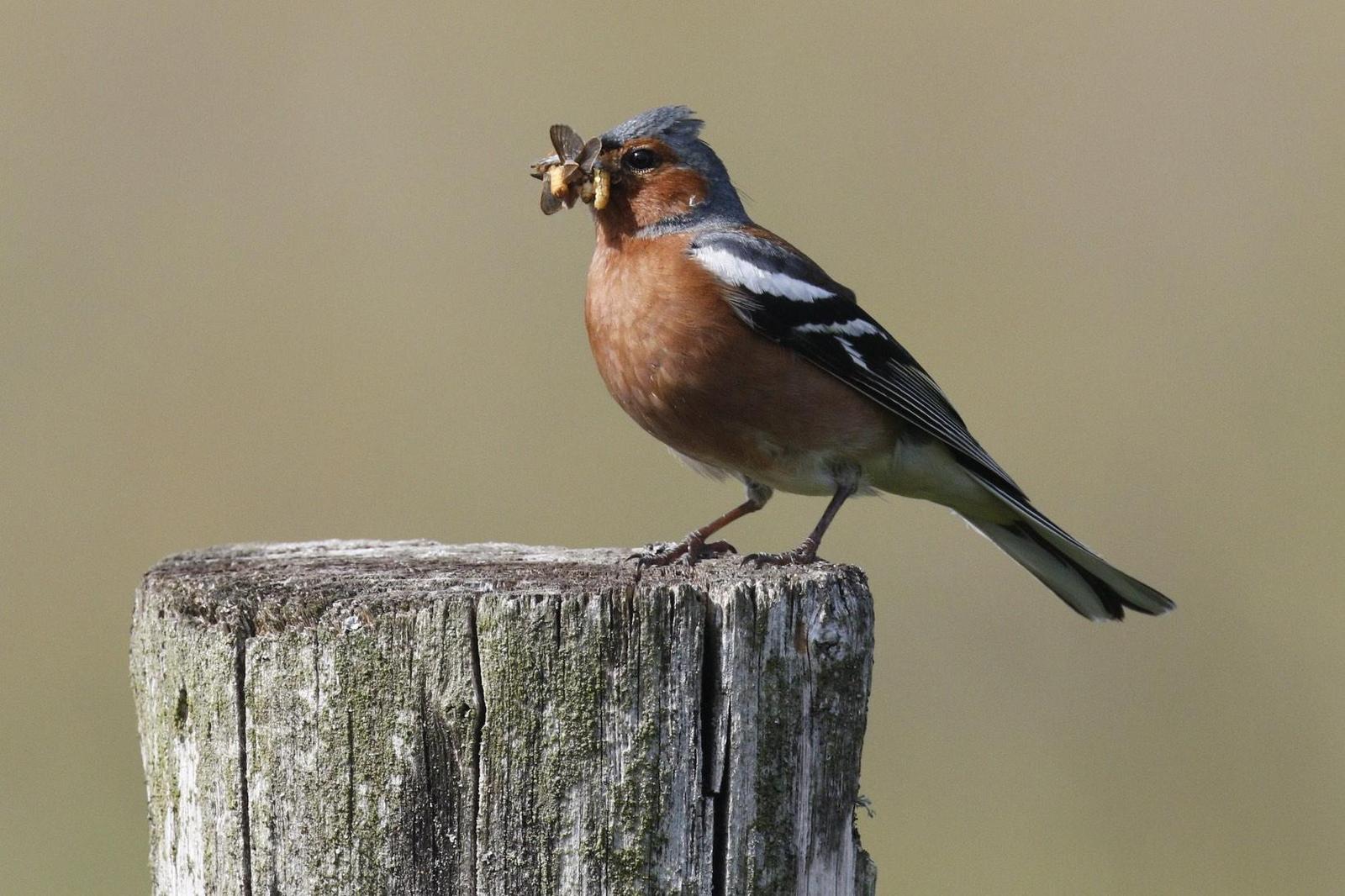 Common Chaffinch Photo by Emily Willoughby