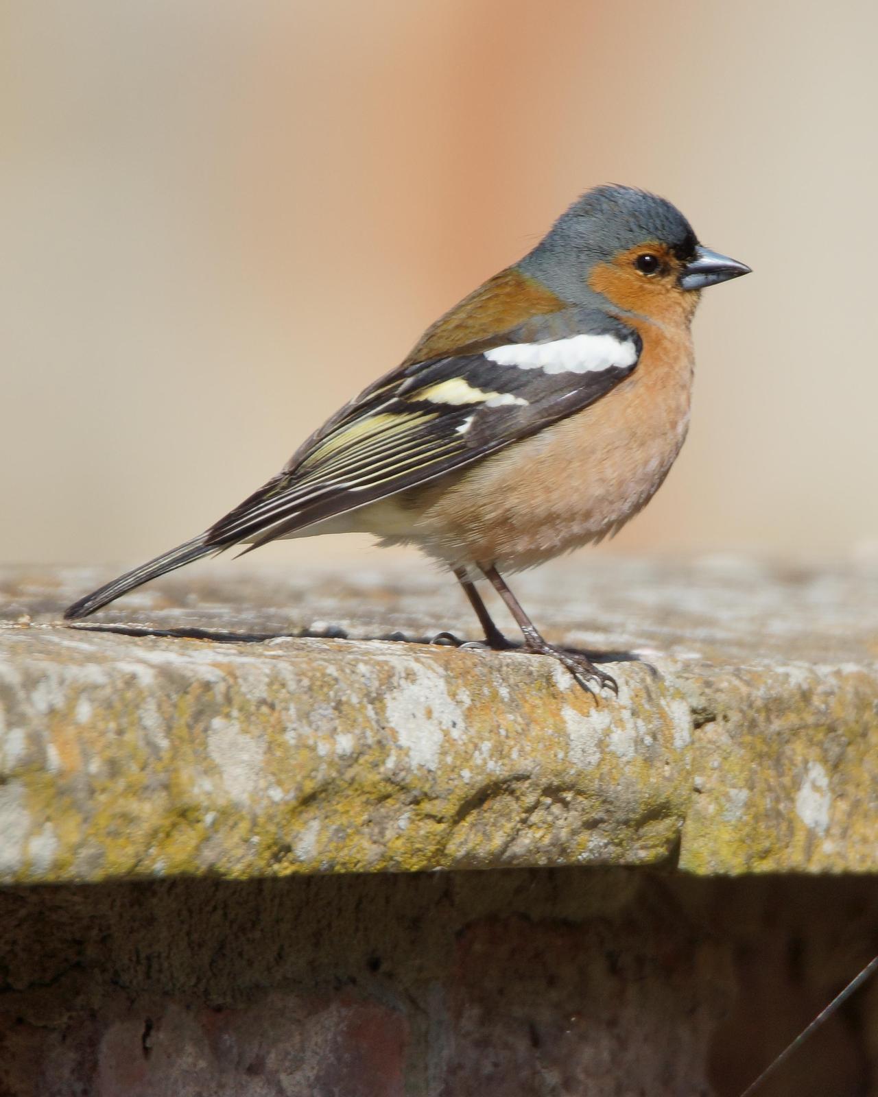 Common Chaffinch Photo by Steve Percival