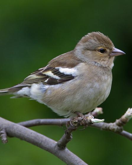 Common Chaffinch Photo by Mike Barth