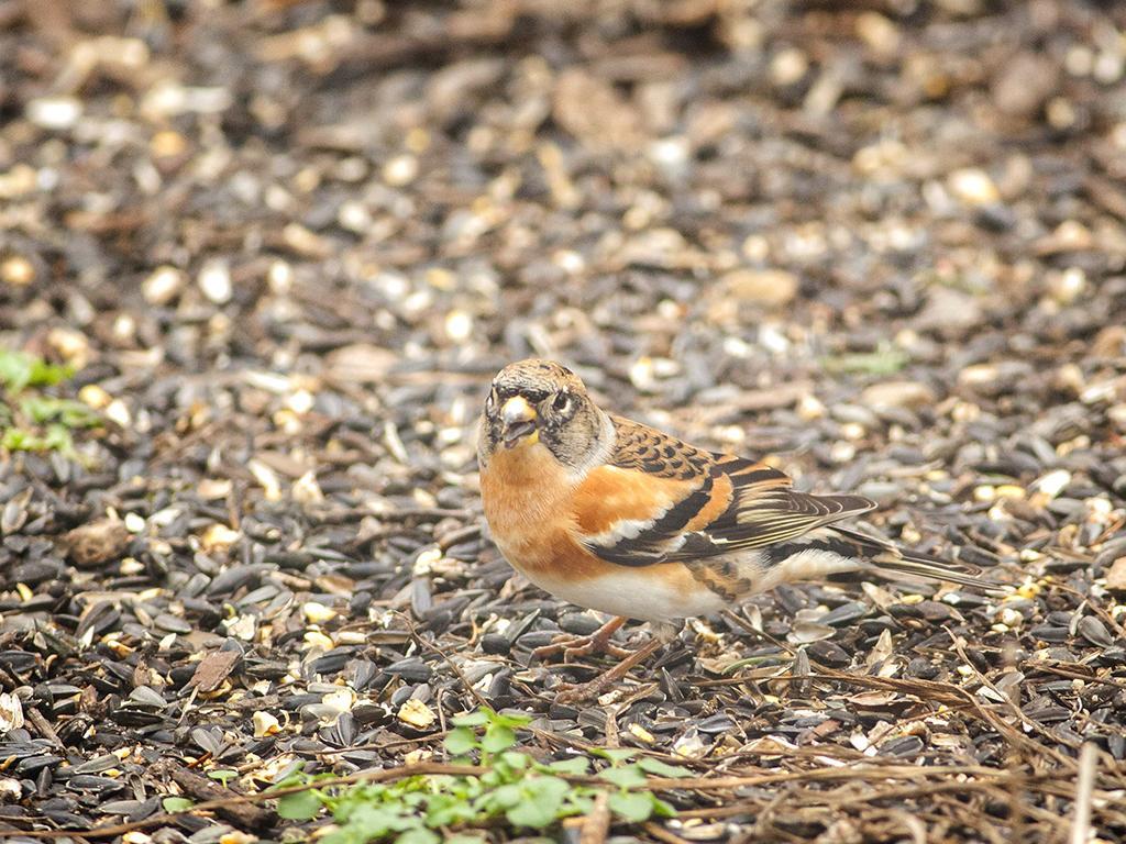 Brambling Photo by Christopher Collins