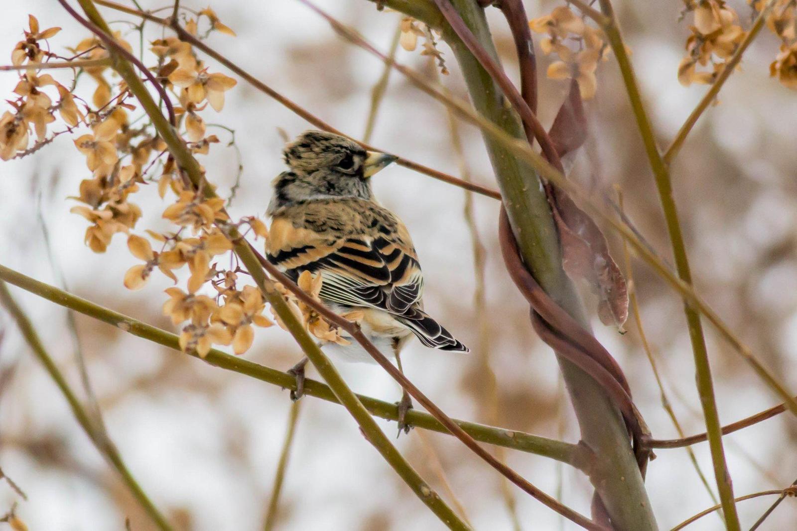 Brambling Photo by African Googre