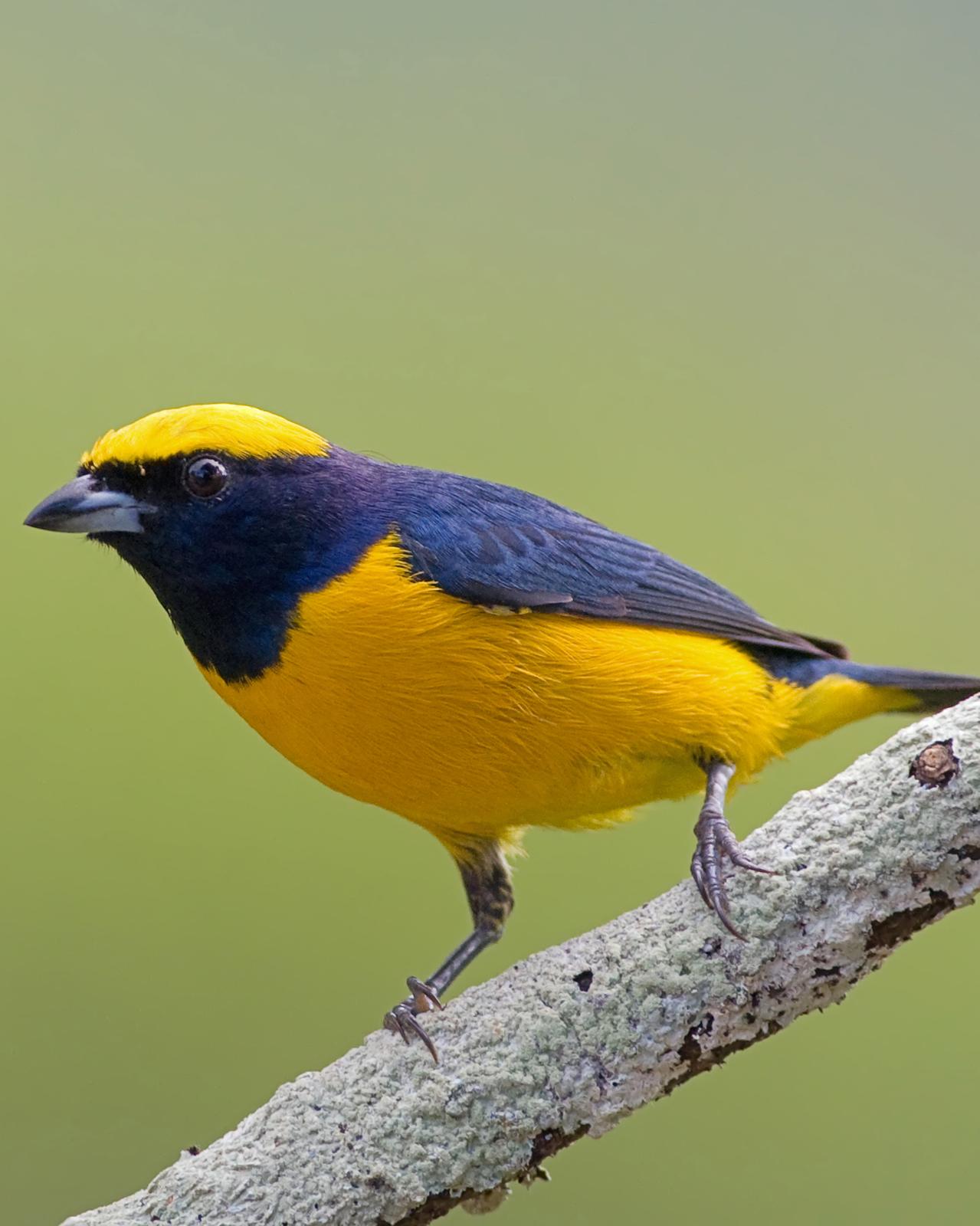 Yellow-crowned Euphonia Photo by Alex Vargas
