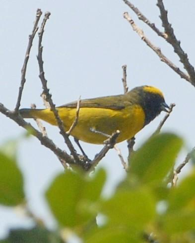 Yellow-crowned Euphonia Photo by David Hollie