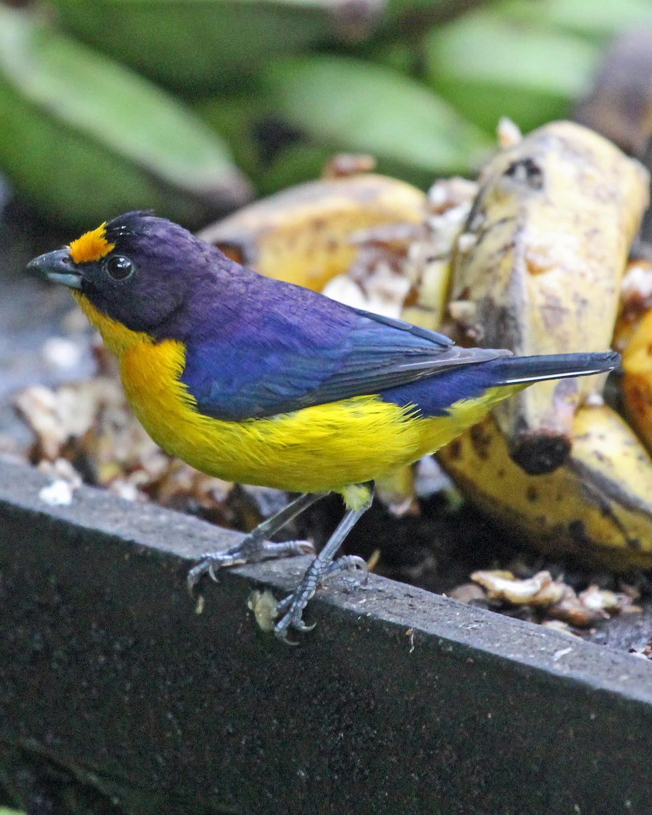 Violaceous Euphonia Photo by Robert Polkinghorn
