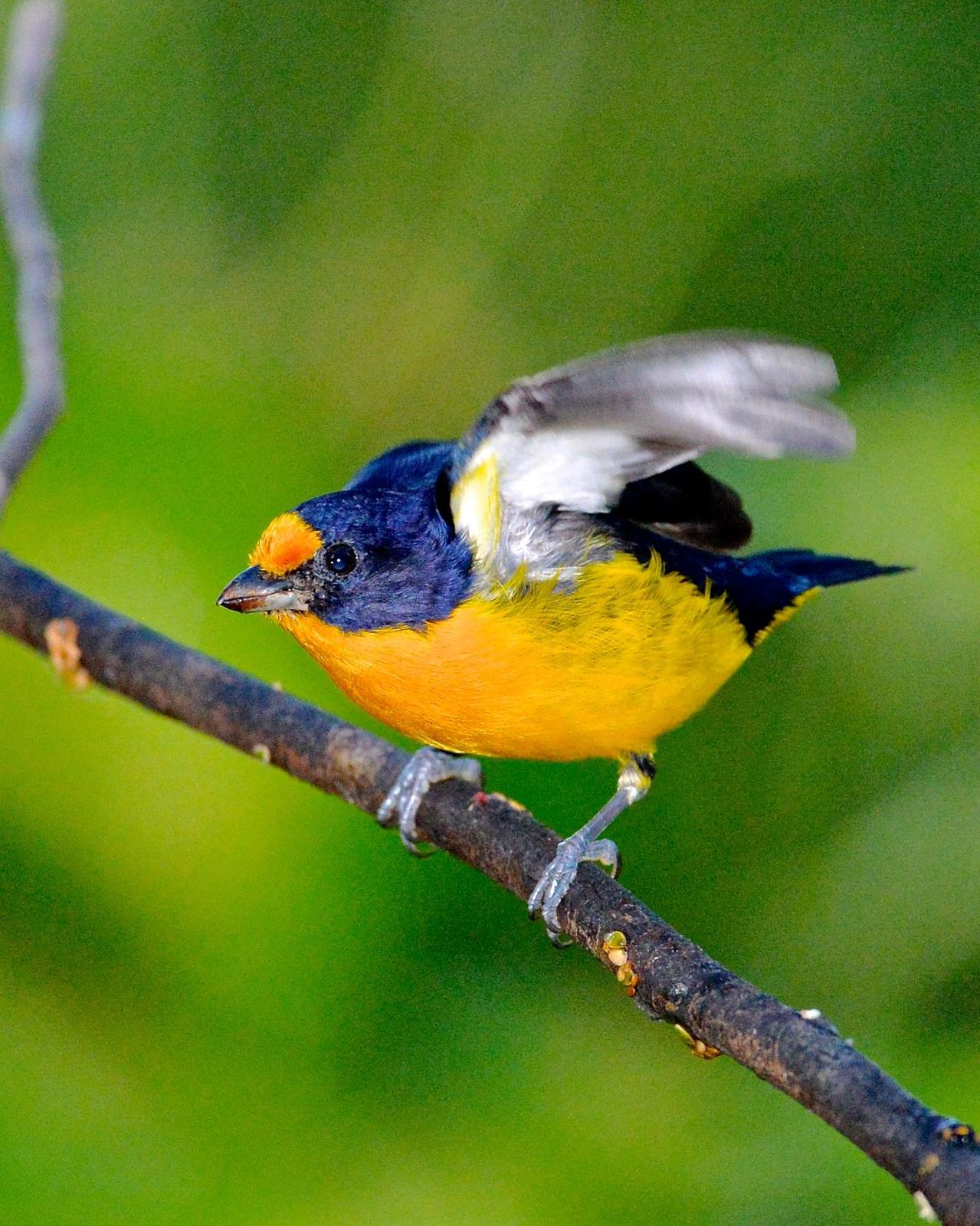 Violaceous Euphonia Photo by Gerald Friesen