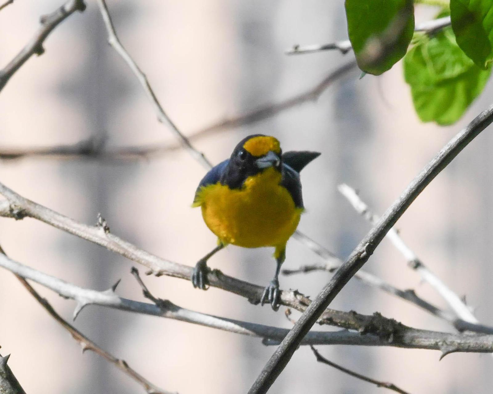 Violaceous Euphonia Photo by Roy Wiering