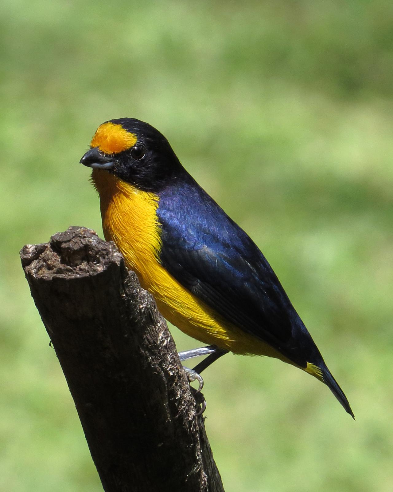 Violaceous Euphonia Photo by Scott Ramos