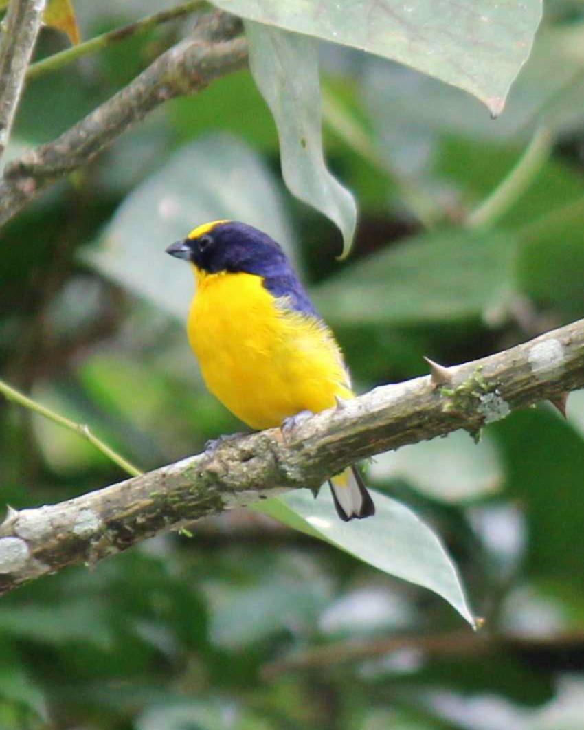 Thick-billed Euphonia Photo by Molly Wollam