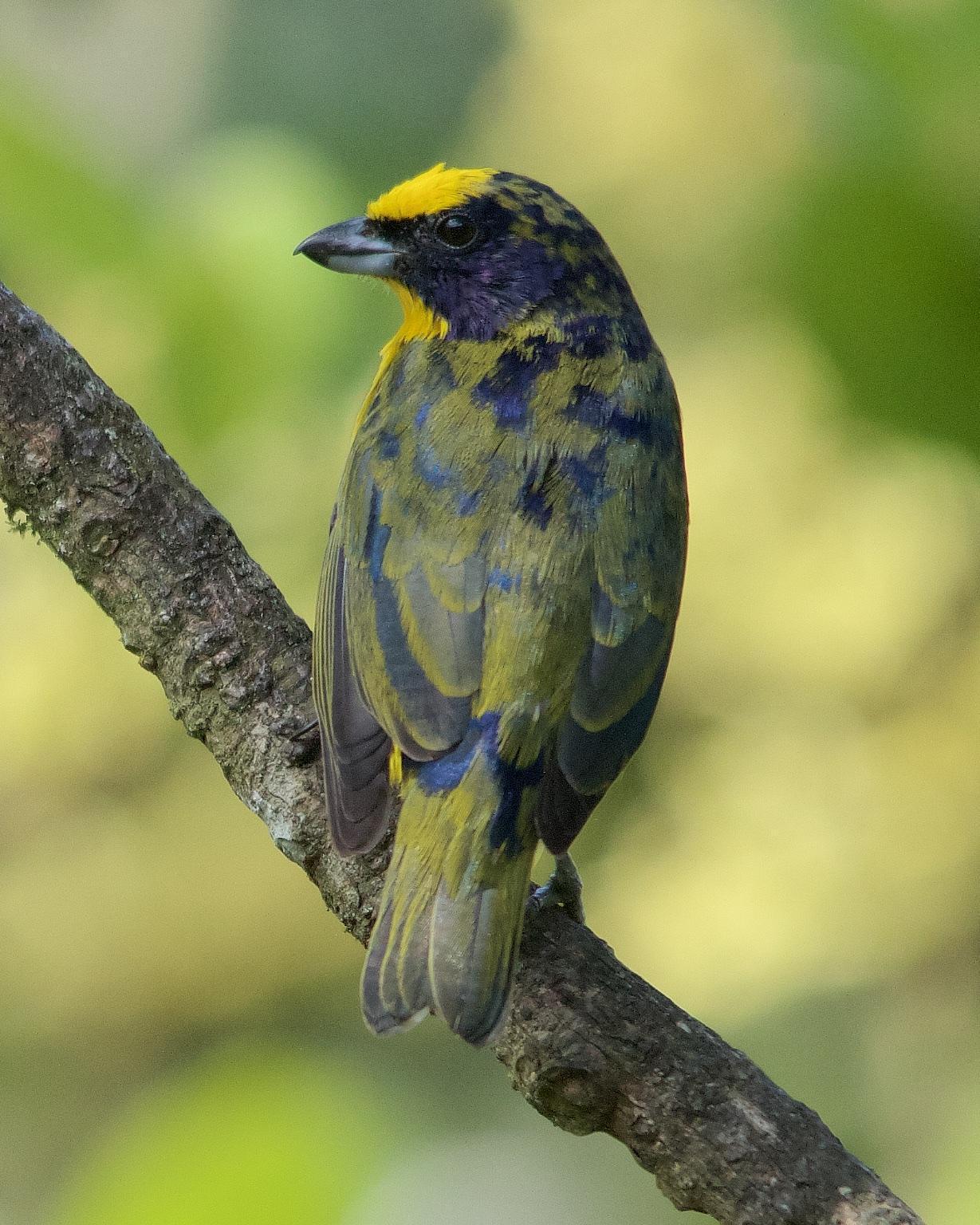 Thick-billed Euphonia Photo by Denis Rivard