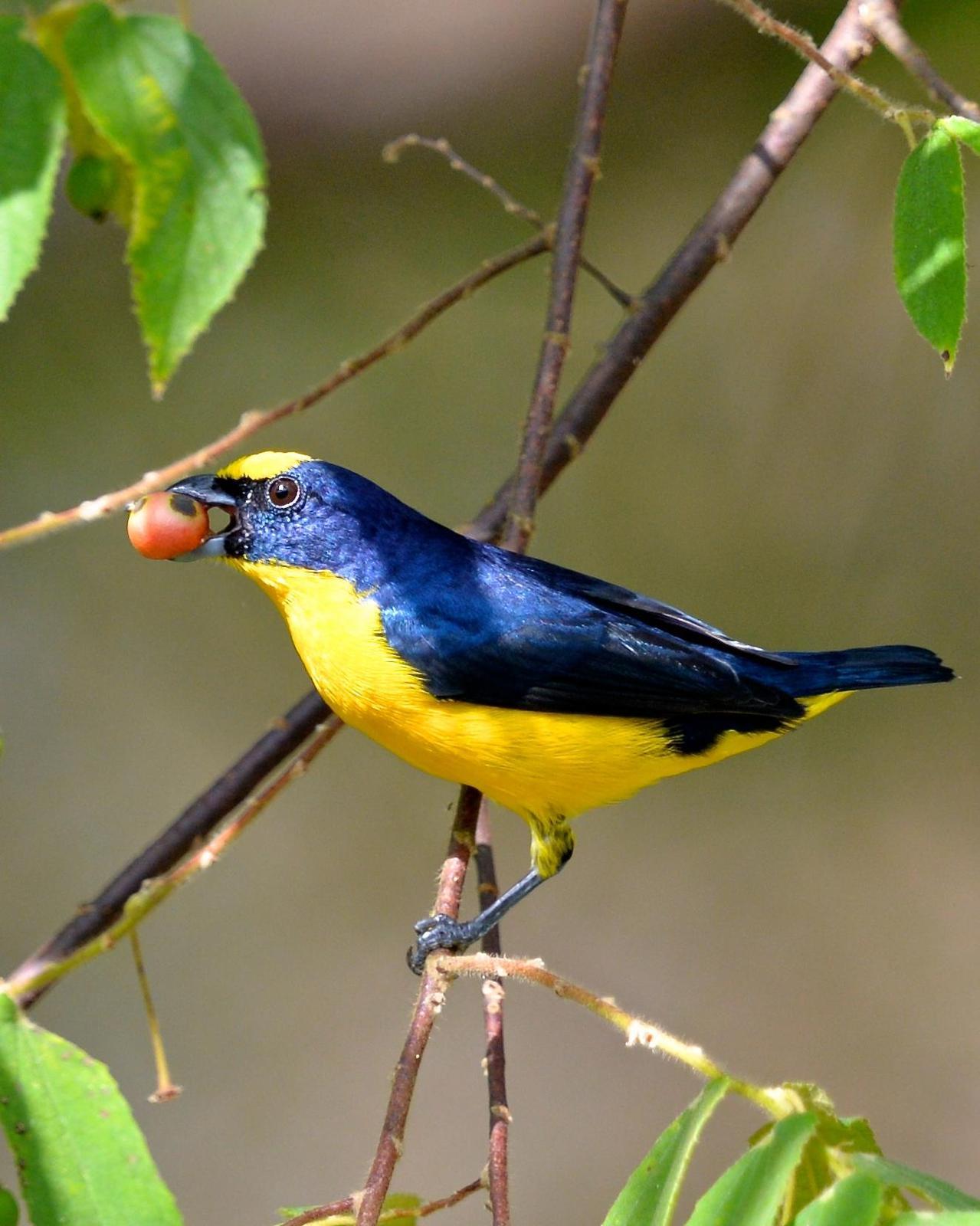 Thick-billed Euphonia Photo by Gerald Friesen