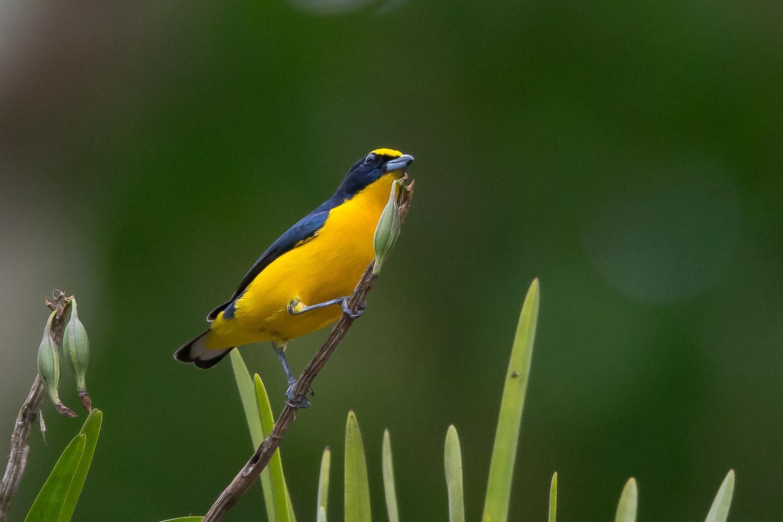 Thick-billed Euphonia Photo by Gerald Hoekstra