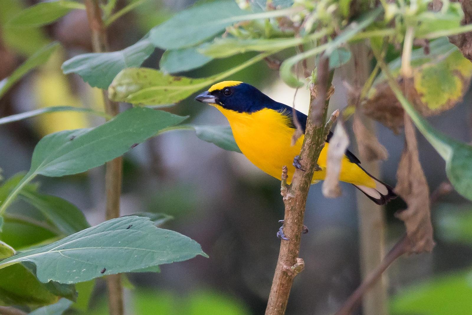 Thick-billed Euphonia Photo by Gerald Hoekstra