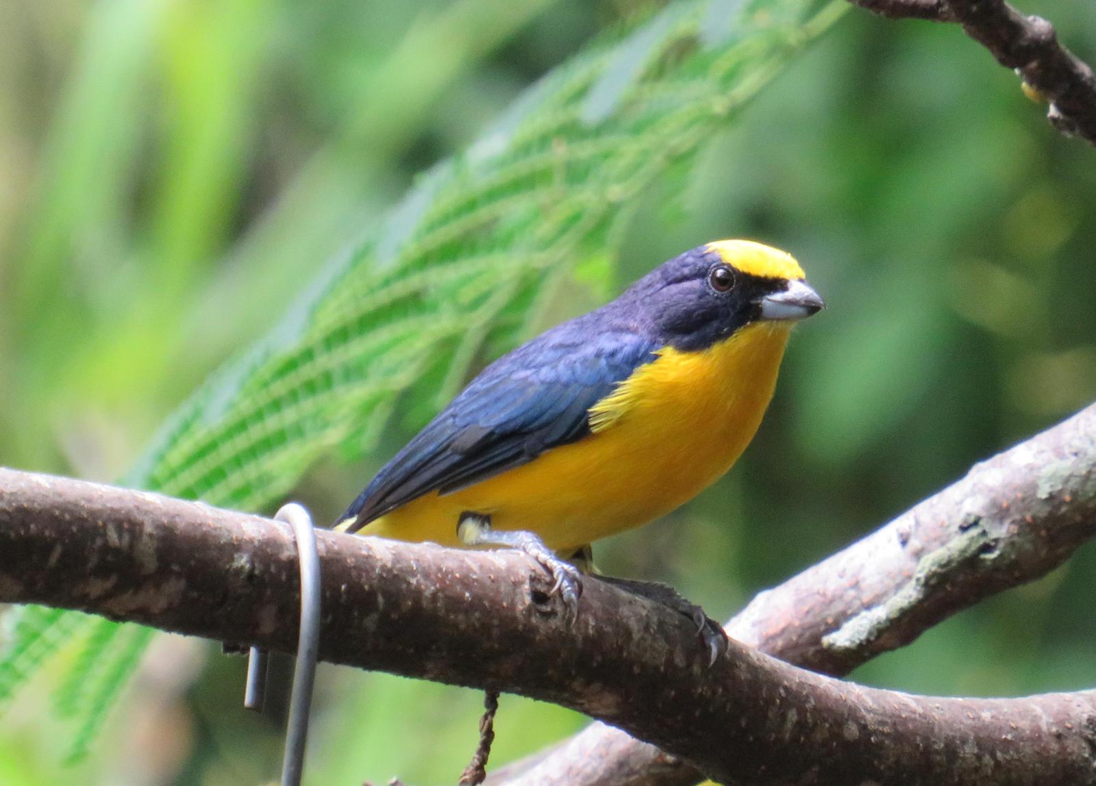 Thick-billed Euphonia Photo by Jeff Harding