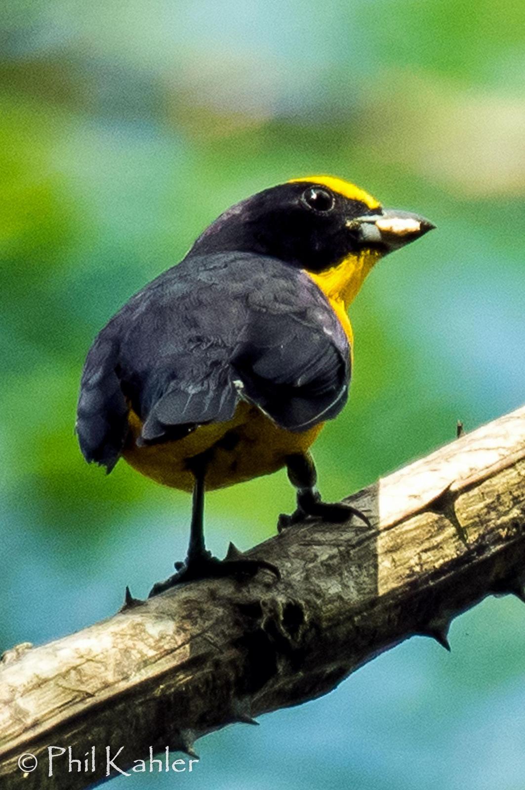 Thick-billed Euphonia Photo by Phil Kahler