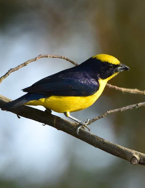 Thick-billed Euphonia Photo by Andrew Pittman