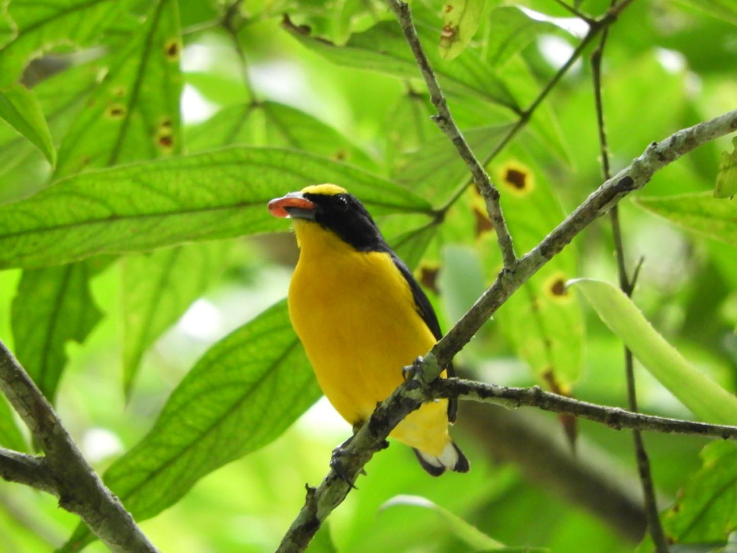 Thick-billed Euphonia Photo by Jeff Harding