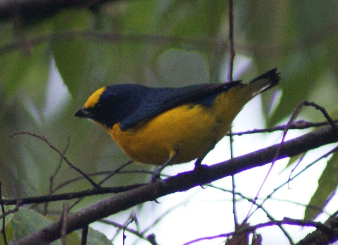 Thick-billed Euphonia Photo by Robin Oxley