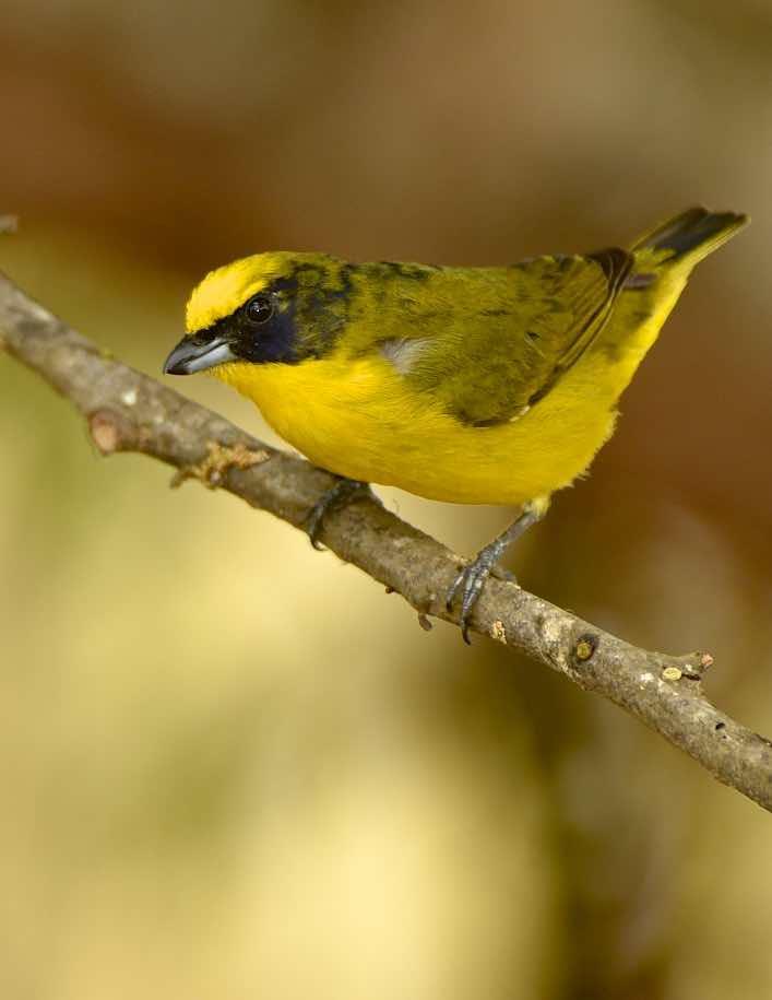 Thick-billed Euphonia Photo by Andrew Pittman