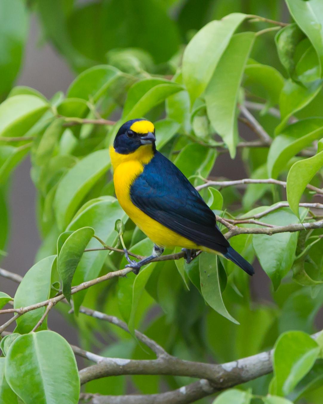 Yellow-throated Euphonia Photo by Kevin Berkoff
