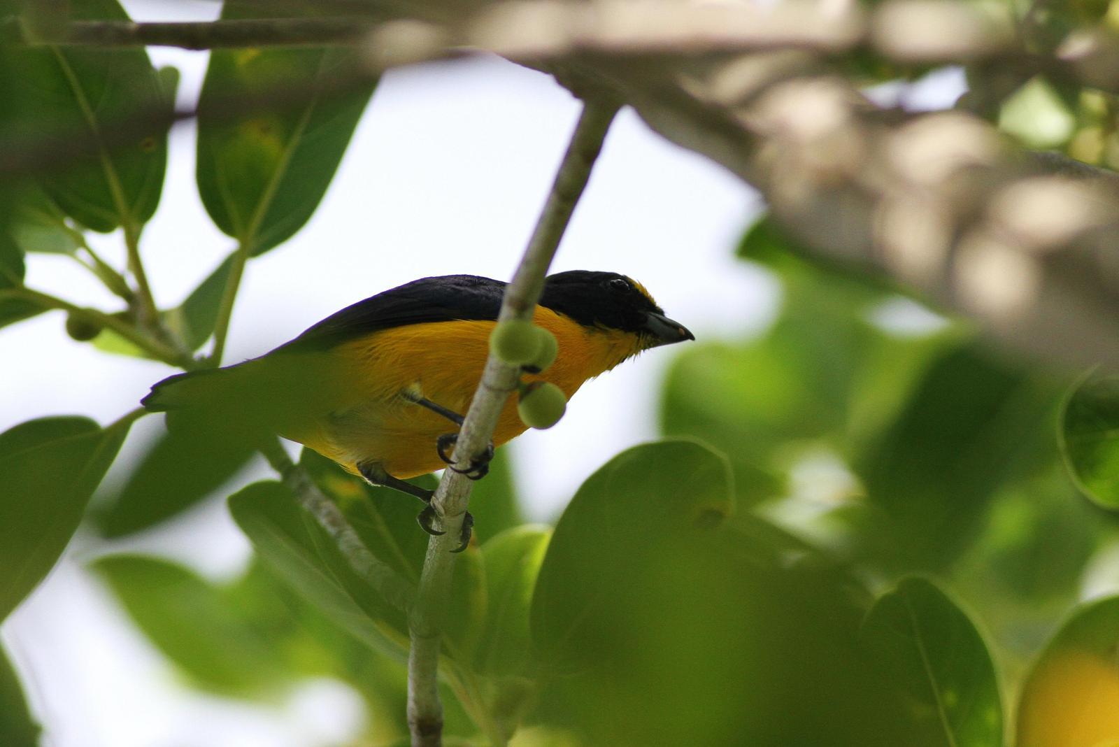 Yellow-throated Euphonia Photo by Alex Lamoreaux