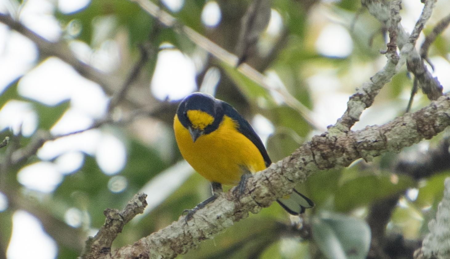 Yellow-throated Euphonia Photo by Judd Nathan