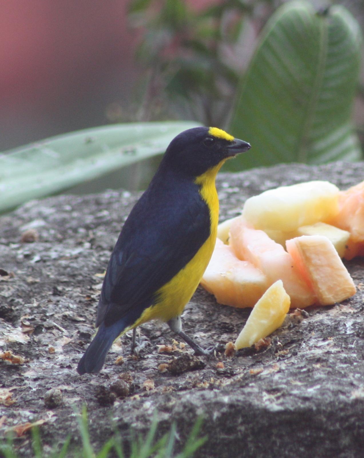 Yellow-throated Euphonia Photo by Donald Sloth