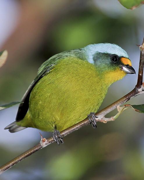 Antillean Euphonia Photo by Anthony Levesque