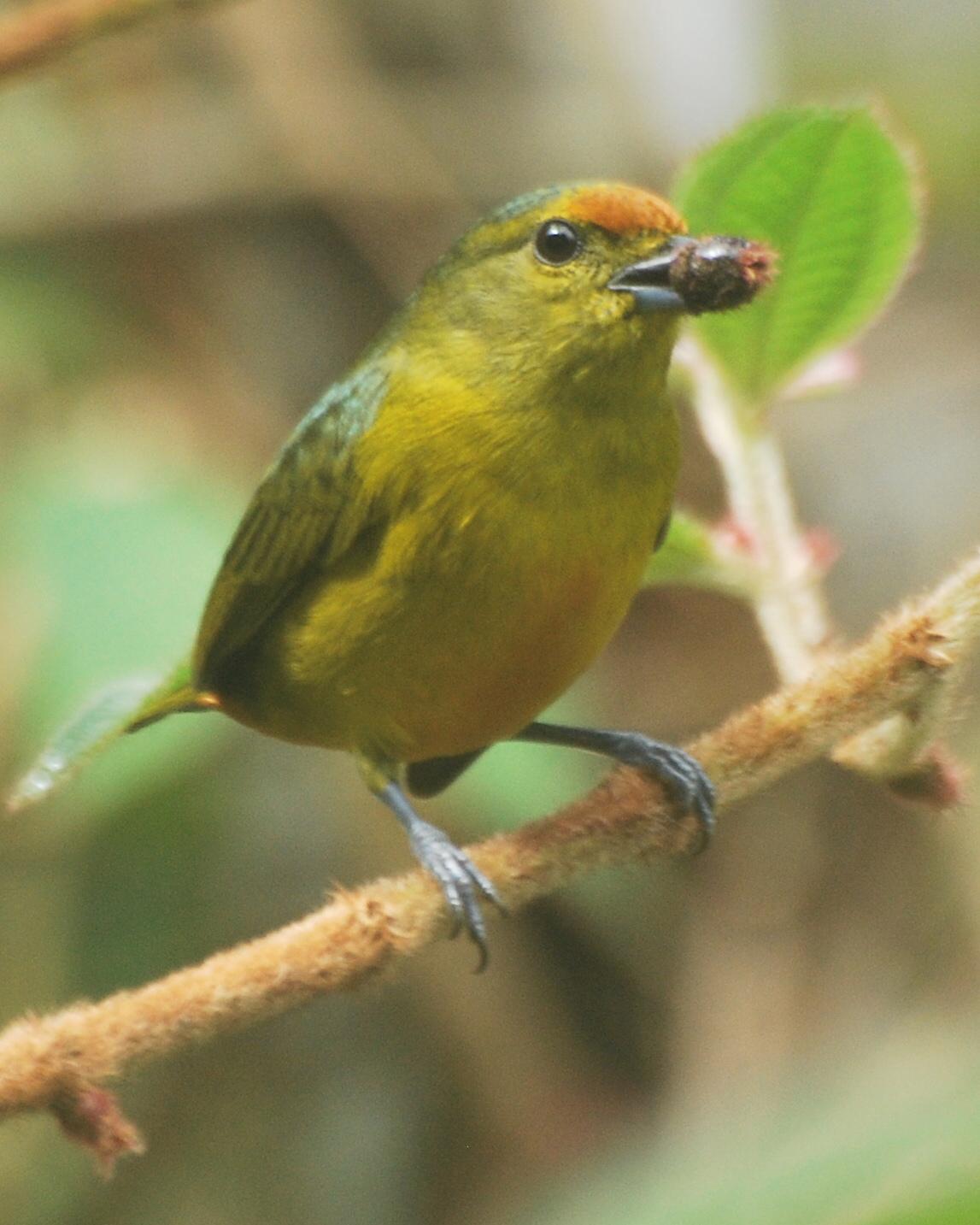 Fulvous-vented Euphonia Photo by Jan Axel Cubilla