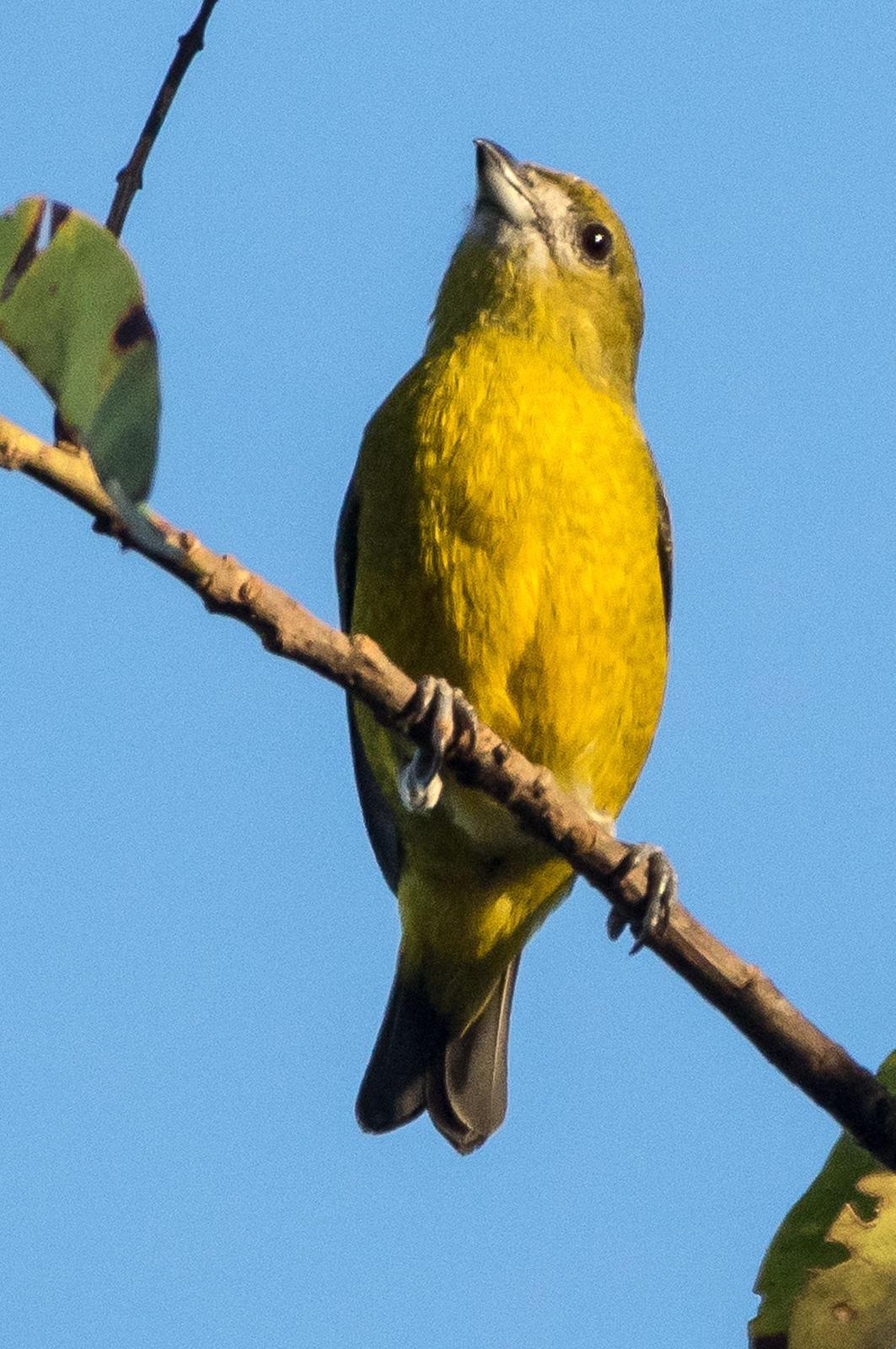 Golden-bellied Euphonia Photo by Phil Kahler