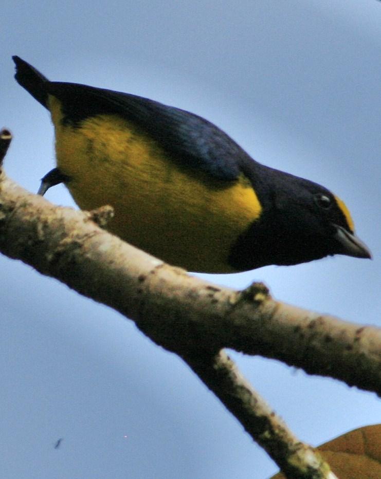 Spot-crowned Euphonia Photo by Oscar Johnson