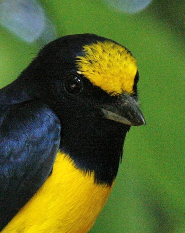 Spot-crowned Euphonia Photo by Oscar Johnson