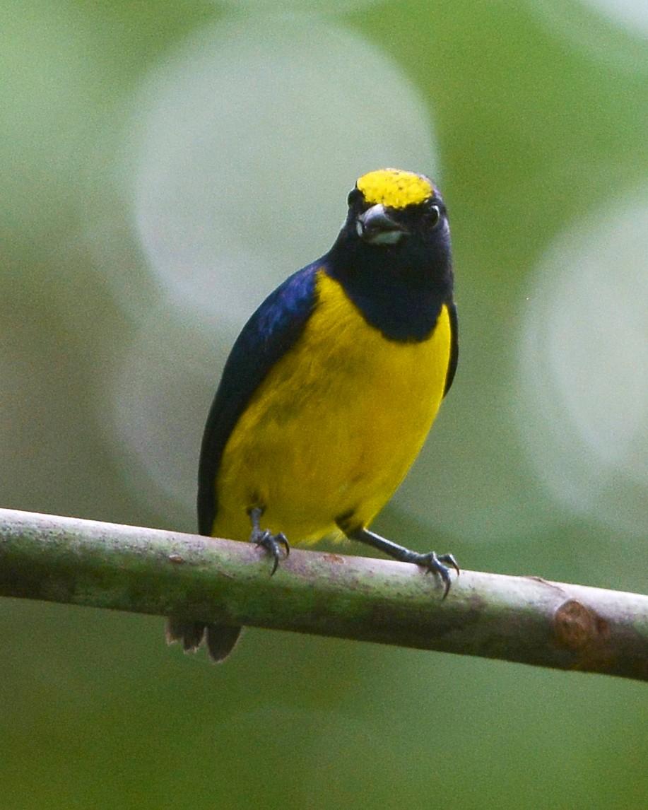 Spot-crowned Euphonia Photo by David Hollie