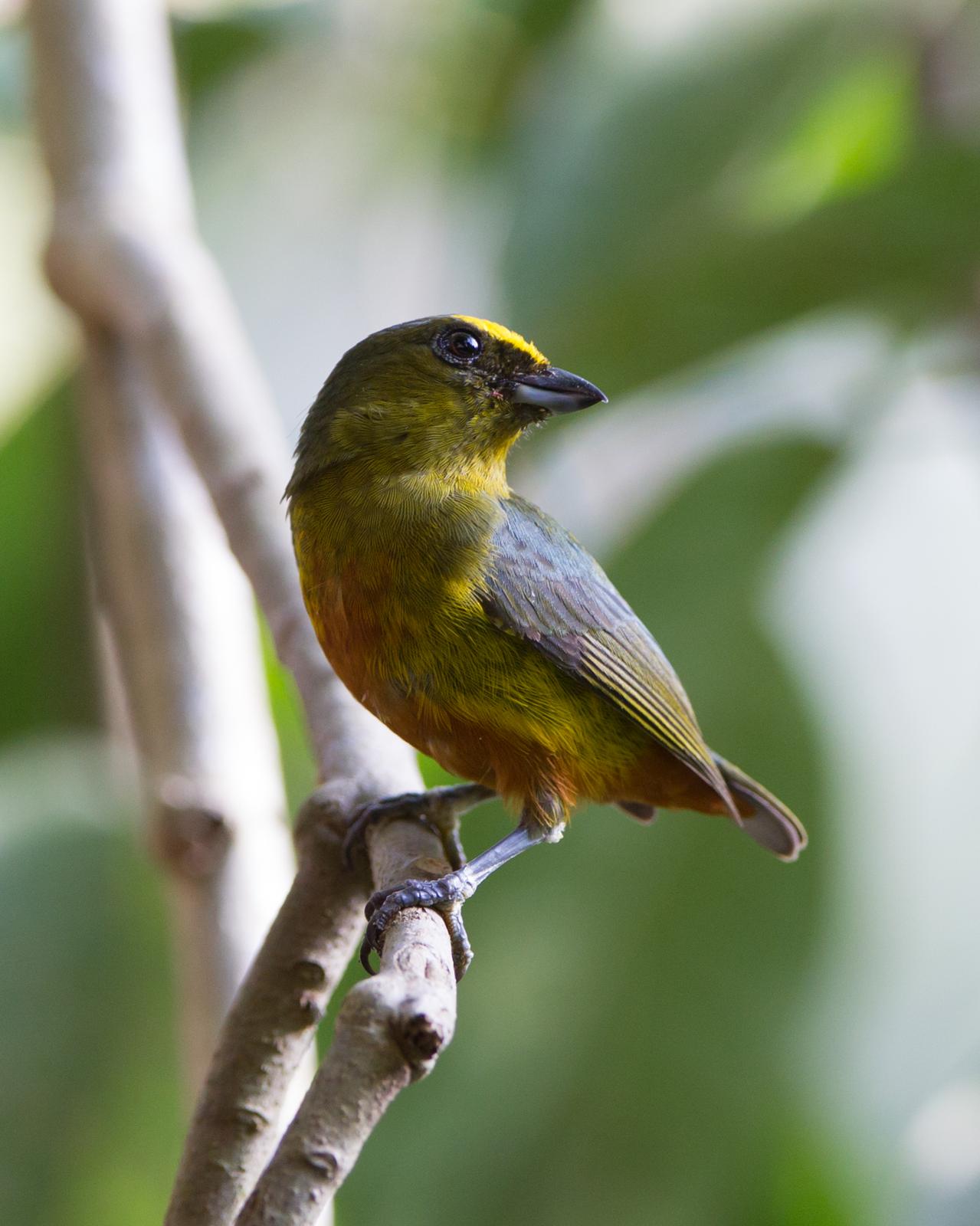 Olive-backed Euphonia Photo by Kevin Berkoff