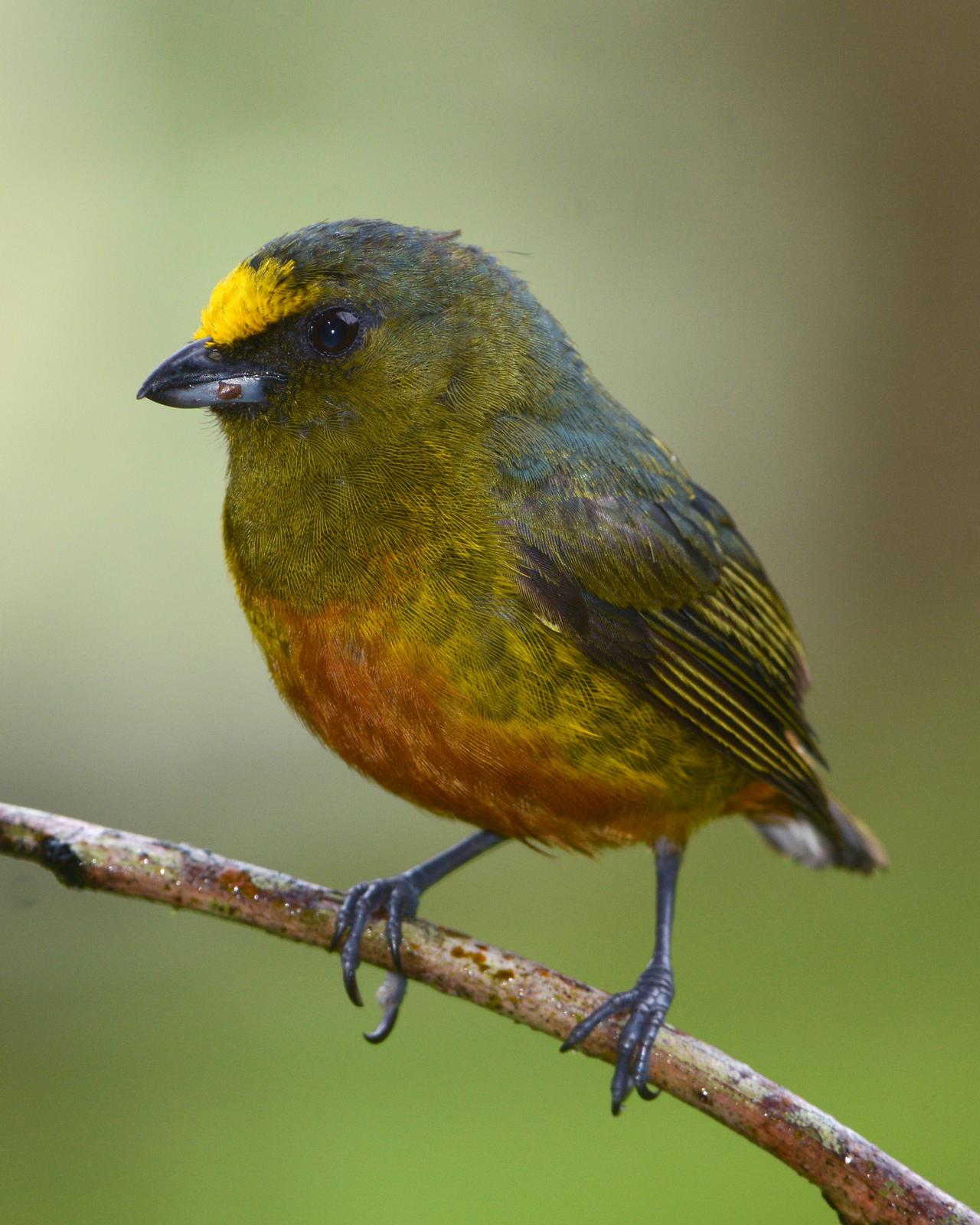 Olive-backed Euphonia Photo by David Hollie