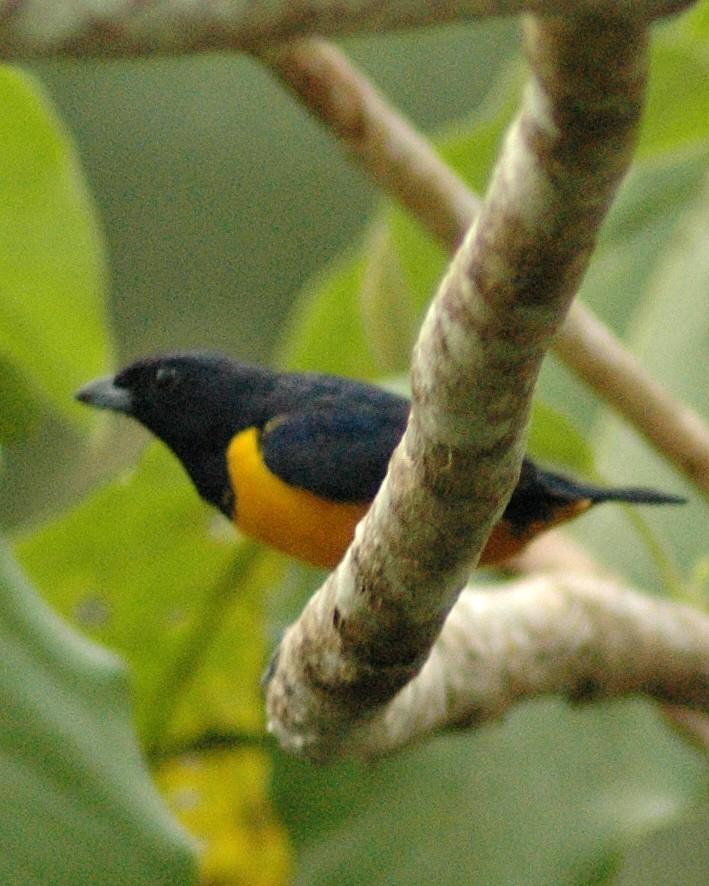 Rufous-bellied Euphonia Photo by David Hollie