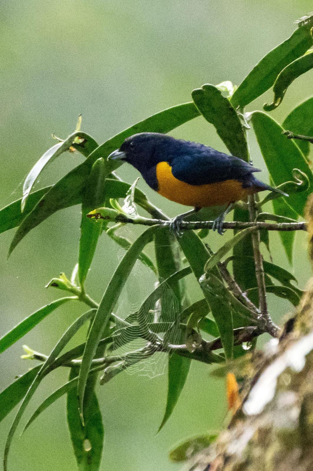 Rufous-bellied Euphonia Photo by Phil Kahler