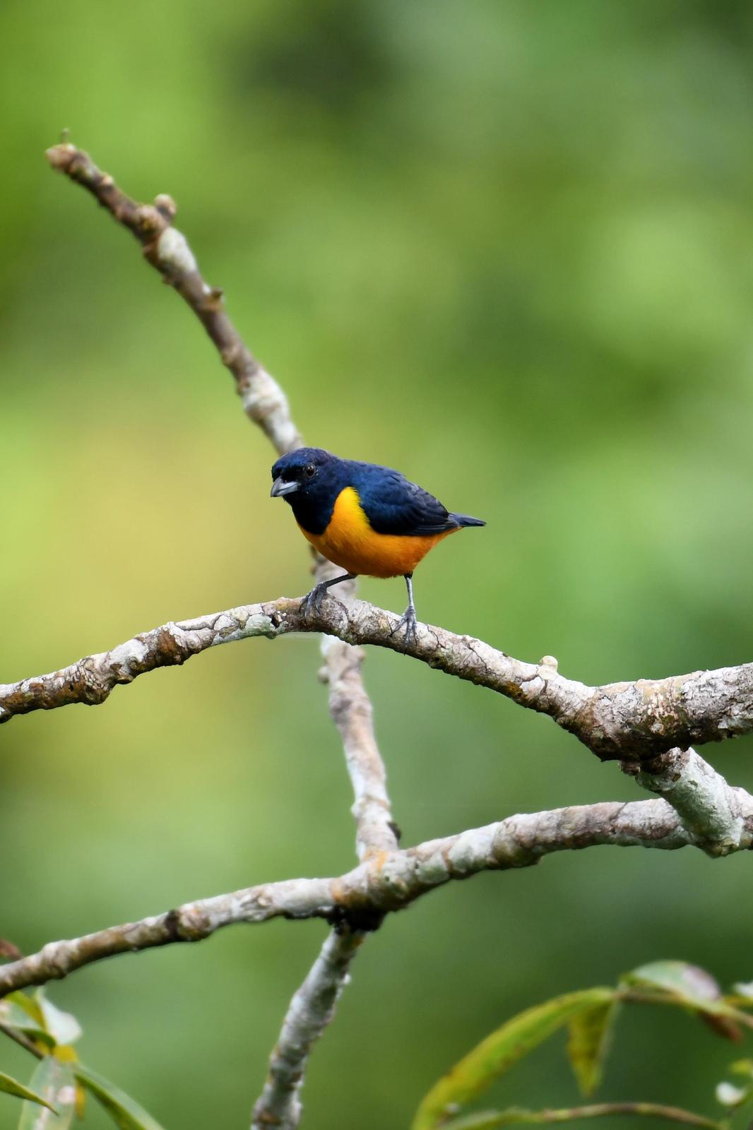 Rufous-bellied Euphonia Photo by Ann Doty