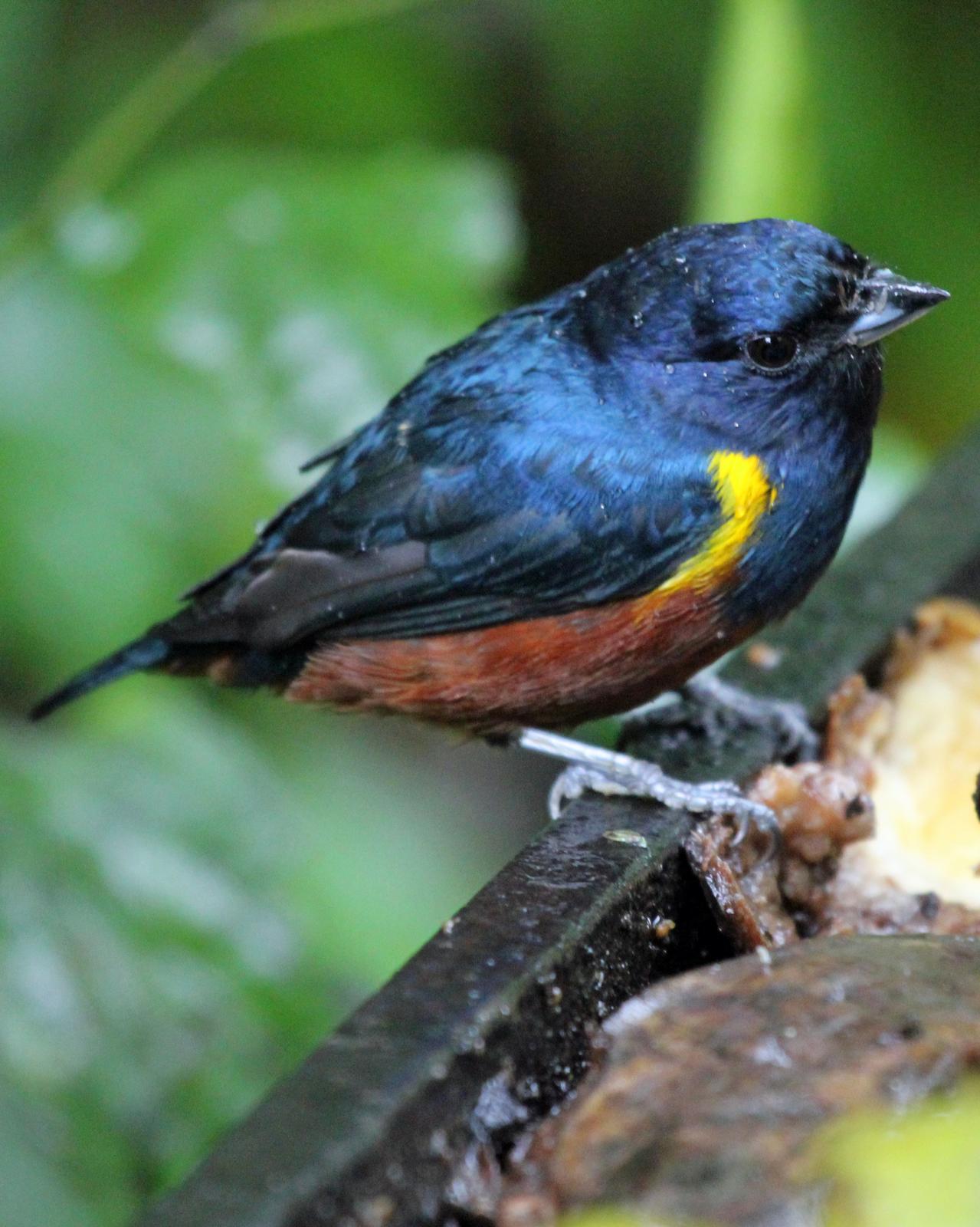 Chestnut-bellied Euphonia Photo by Robert Polkinghorn