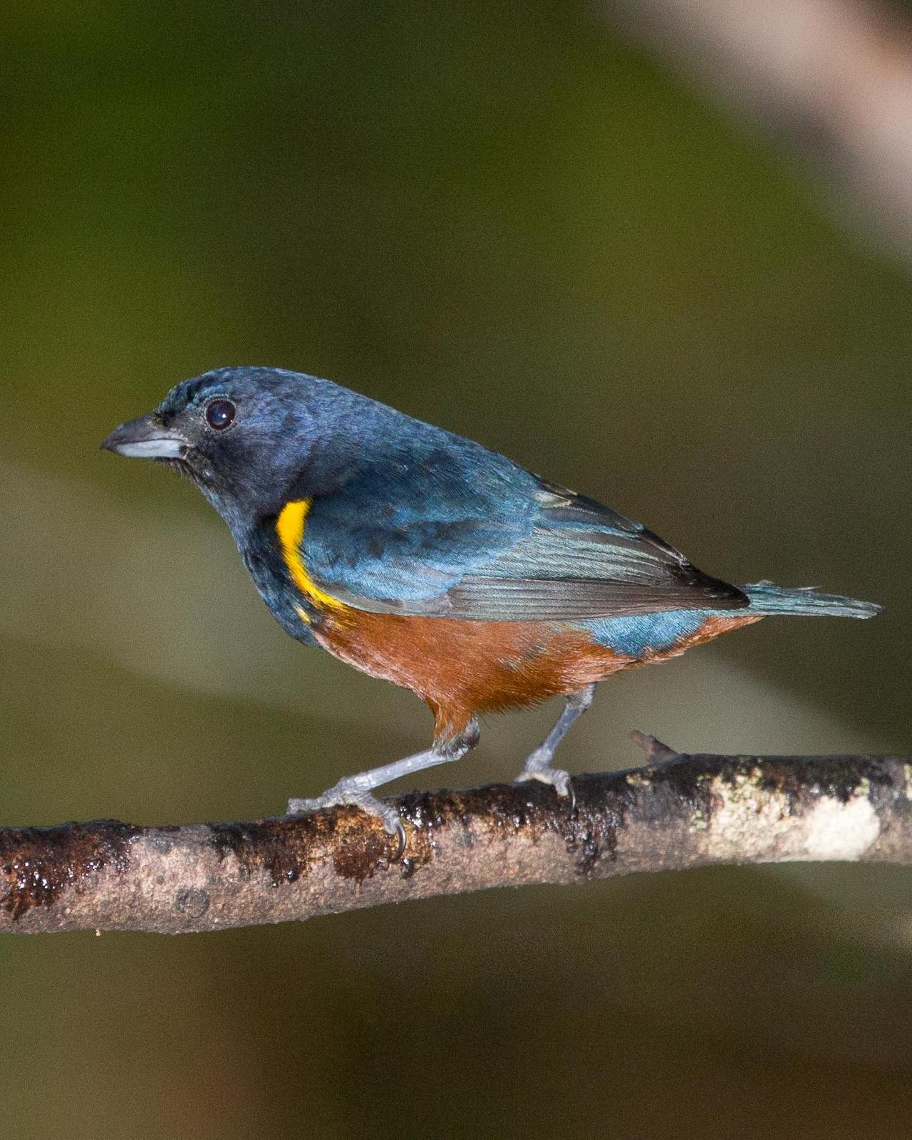 Chestnut-bellied Euphonia Photo by Robert Lewis
