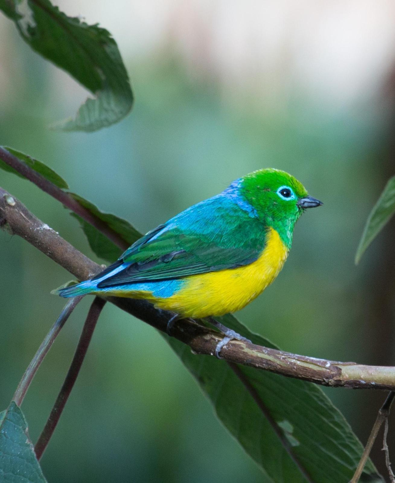 Blue-naped Chlorophonia Photo by Roblyn Brown