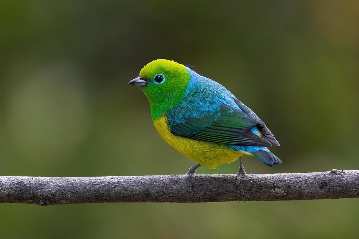 Blue-naped Chlorophonia Photo by Alexandre Gualhanone